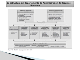 La estructura del Departamento de Administración de Recursos
Humanos
 