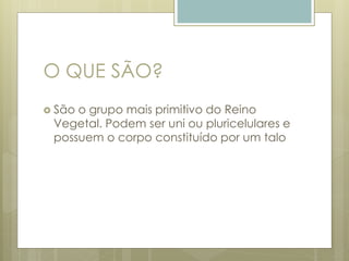 O QUE SÃO? 
 São o grupo mais primitivo do Reino 
Vegetal. Podem ser uni ou pluricelulares e 
possuem o corpo constituído por um talo 
 