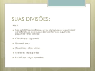 SUAS DIVISÕES: 
Algas: 
 São as talófitas clorofiladas, uni ou pluricelulares, sua principal 
característica é que são predominantemente aquáticas, 
possuindo várias famílias: 
 Cianofíceas - algas azuis 
 Diatomáceas - 
 Clorofíceas - algas verdes 
 Feofíceas - algas pardas 
 Rodofíceas - algas vermelhas 
 