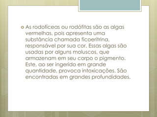  As rodofíceas ou rodófitas são as algas 
vermelhas, pois apresenta uma 
substância chamada ficoeritrina, 
responsável por sua cor. Essas algas são 
usadas por alguns moluscos, que 
armazenam em seu corpo o pigmento. 
Este, ao ser ingerido em grande 
quantidade, provoca intoxicações. São 
encontradas em grandes profundidades. 
 