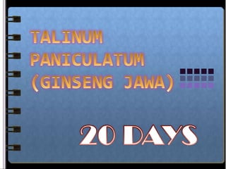 TALINUM PANICULATUM (GINSENG JAWA) 20 DAYS 