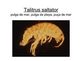 Talitrus saltator pulga de mar, pulga de playa, puça de mar 