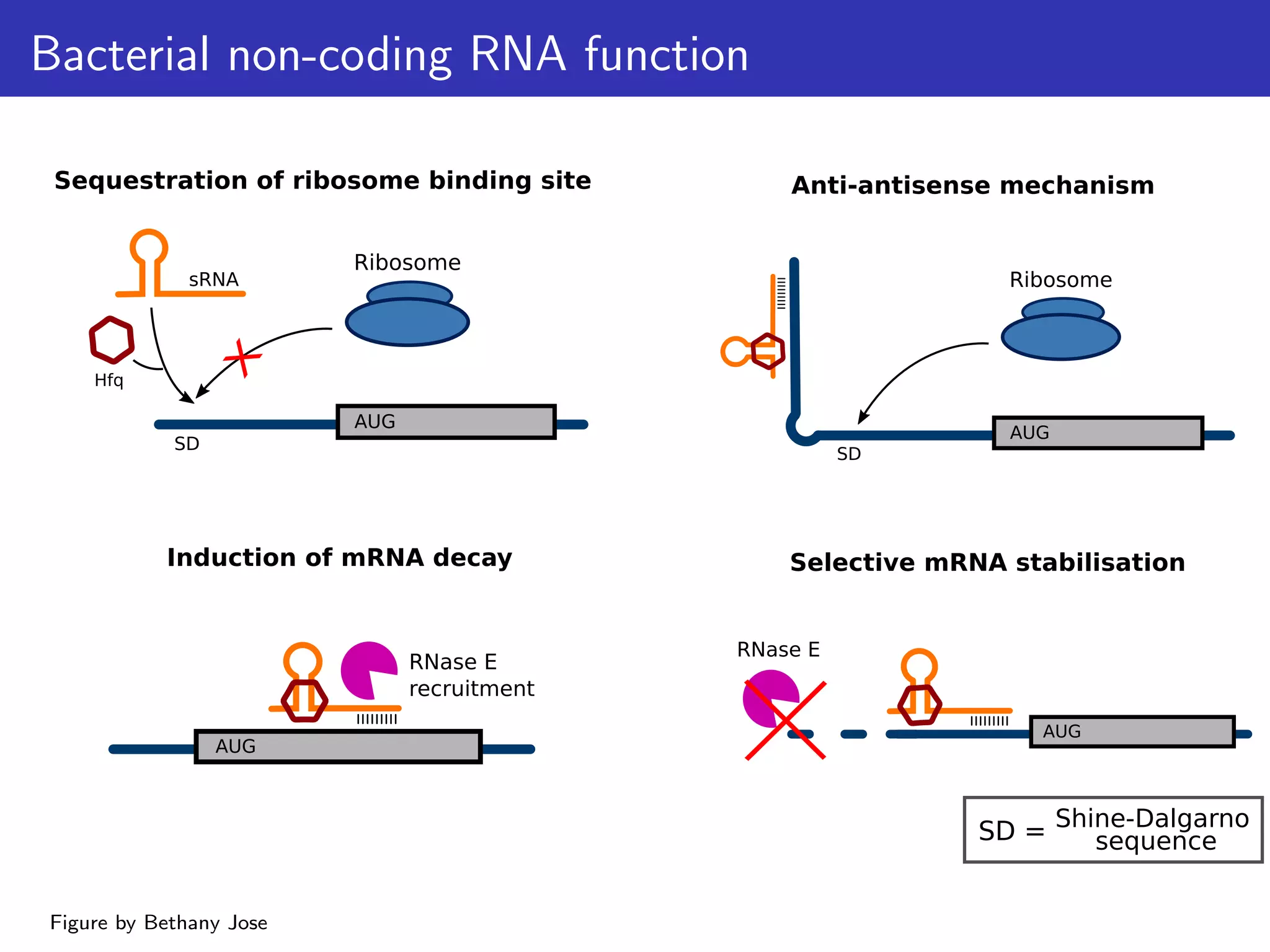 Bacterial non-coding RNA function
Hfq
AUG
SD
X
Ribosome
sRNA
AUG
RNase E
recruitment
AUG
SD
Ribosome
Anti-antisense mechanism
Selective mRNA stabilisation
AUG
RNase E
Shine-Dalgarno
sequence
Sequestration of ribosome binding site
Induction of mRNA decay
SD =
Figure by Bethany Jose
 