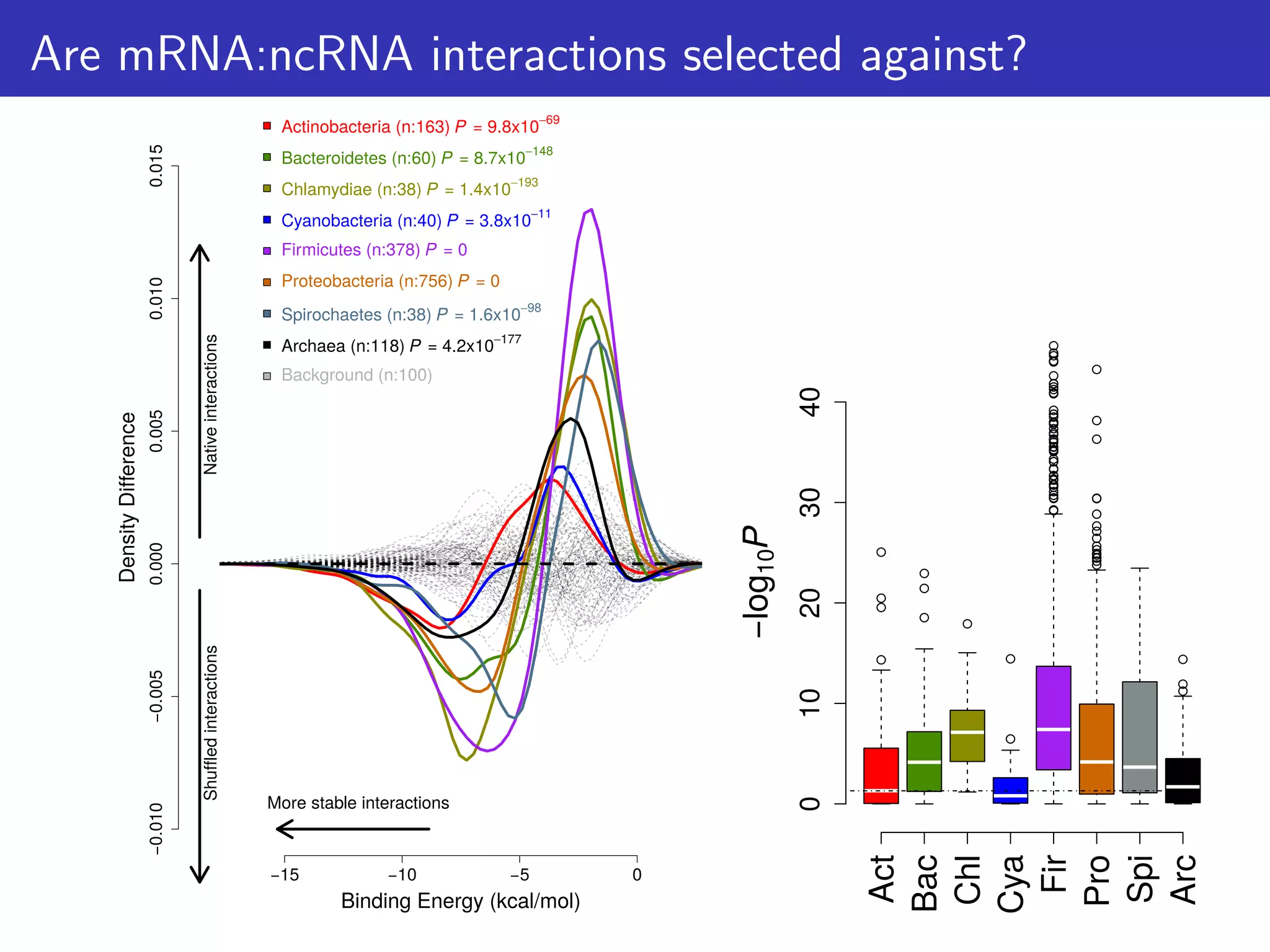 Are mRNA:ncRNA interactions selected against?
−15 −10 −5 0
−0.010−0.0050.0000.0050.0100.015
Binding Energy (kcal/mol)
DensityDifference Actinobacteria (n:163) P = 9.8x10−69
Bacteroidetes (n:60) P = 8.7x10−148
Chlamydiae (n:38) P = 1.4x10−193
Cyanobacteria (n:40) P = 3.8x10−11
Firmicutes (n:378) P = 0
Proteobacteria (n:756) P = 0
Spirochaetes (n:38) P = 1.6x10−98
Archaea (n:118) P = 4.2x10−177
Background (n:100)
More stable interactions
NativeinteractionsShuffledinteractions
Act
Bac
Chl
Cya
Fir
Pro
Spi
Arc
010203040
−log10P
 