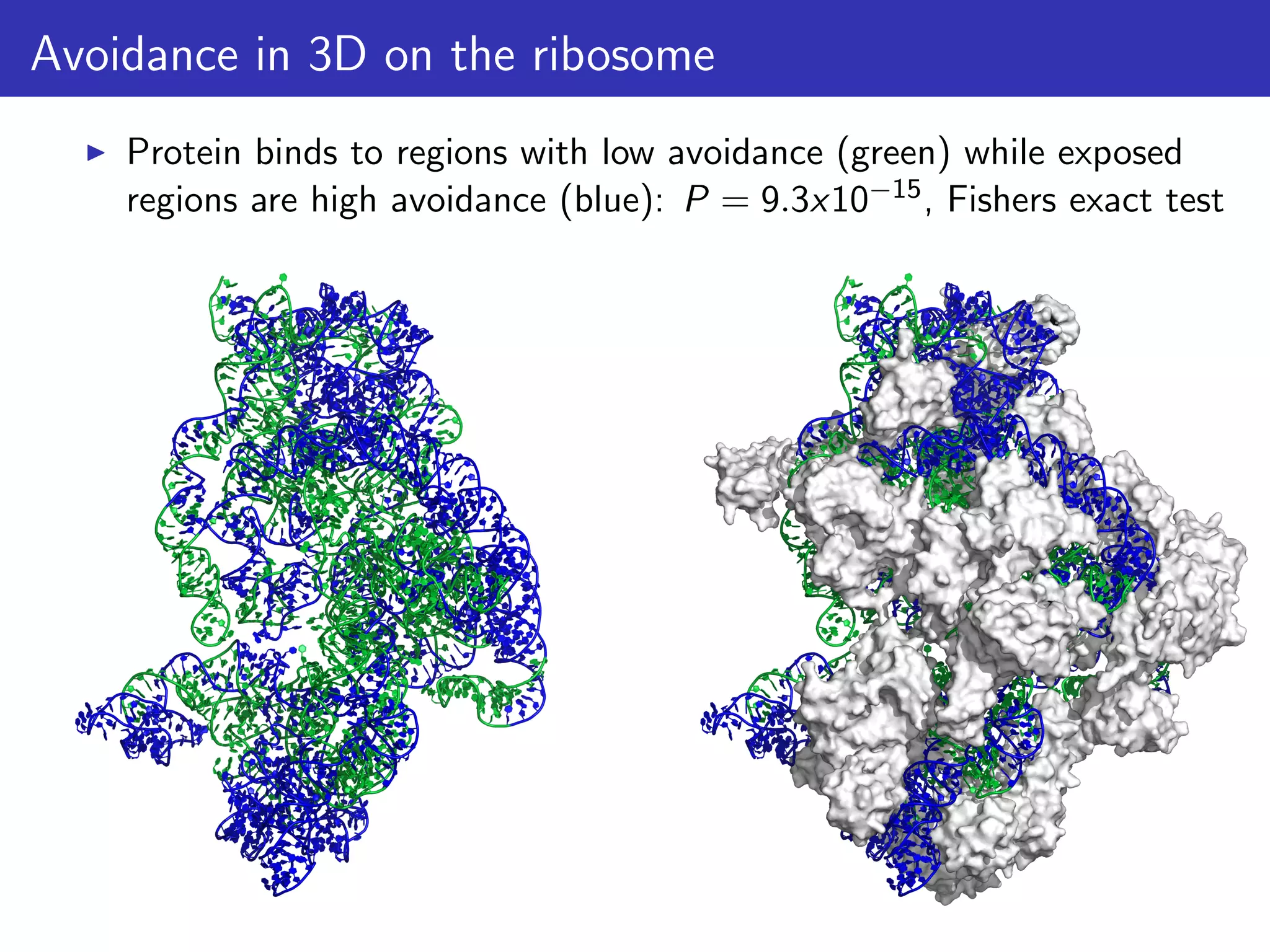 Avoidance in 3D on the ribosome
Protein binds to regions with low avoidance (green) while exposed
regions are high avoidance (blue): P = 9.3x10−15, Fishers exact test
 