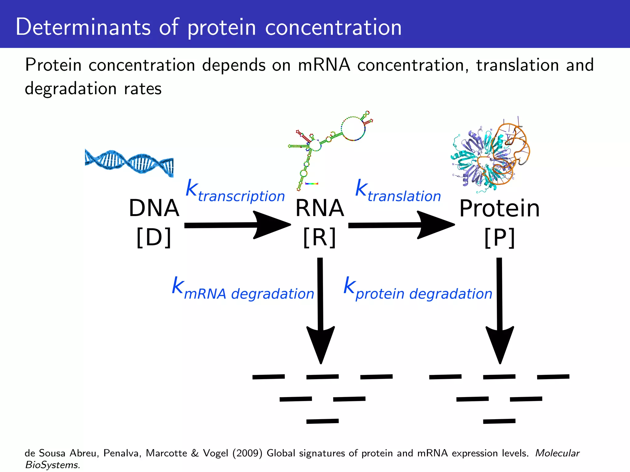 Determinants of protein concentration
Protein concentration depends on mRNA concentration, translation and
degradation rates
DNA
[D]
RNA
[R]
Protein
[P]
ktranscription ktranslation
kmRNA degradation kprotein degradation
0 1
A
T GGC
TA
A
GGGGCA
A
T
C
T
T
TA
C
A A
G
AT
CC
G
T
T
C
C
T
G
A
AC
G
C
AC
T G
C
G
T C
G
G
G
A
A
C
G
T
G
T
T C
CAGTTTCTATTTATT
T
G G T G A A T G GTATTA A G C T GC
AA
G
G G
C
AA
A
T
C
G
A
G
T
C
T
TT
T
G
A
T
C
AG
T
T
C
G
T
G
A
T
C
C
T
G
T
T
G
A A
A
A
A
C
A
C
G
G
T
C
A GC
C
A
G
A
T
G
G
T TT
A
C
A
A
GC
A
C
G
C
G
A
T
T
T C T A
C
T
G
T
T G T C C CG
T CT
C
G C C C G G T T T C
T
C
AT
CA
CA
GTAA
CAACGCCG
GT
GGC
G
G
T
A
C
C
A
G
C
A
G
T
A
A
C T A C C A T
C
A
TGGTAGCAGCG
C
G
C A
G
A A
T
AC
T
T
CC
G
C
G
C
A
ACAGG
A
C
A
G
C
G
A
A
GAAACCG
A
A
TAA
de Sousa Abreu, Penalva, Marcotte & Vogel (2009) Global signatures of protein and mRNA expression levels. Molecular
BioSystems.
 