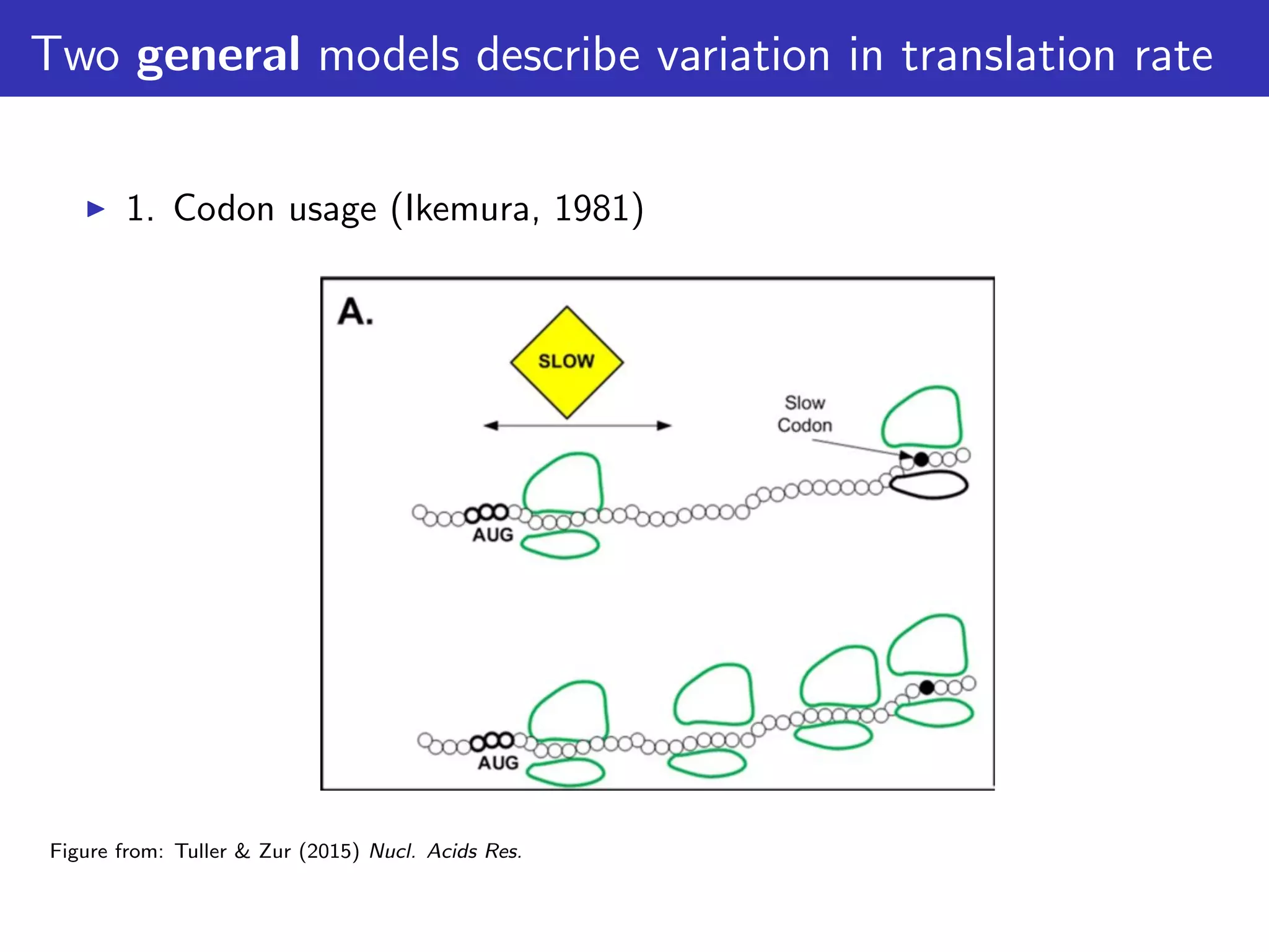 Two general models describe variation in translation rate
1. Codon usage (Ikemura, 1981)
Figure from: Tuller & Zur (2015) Nucl. Acids Res.
 