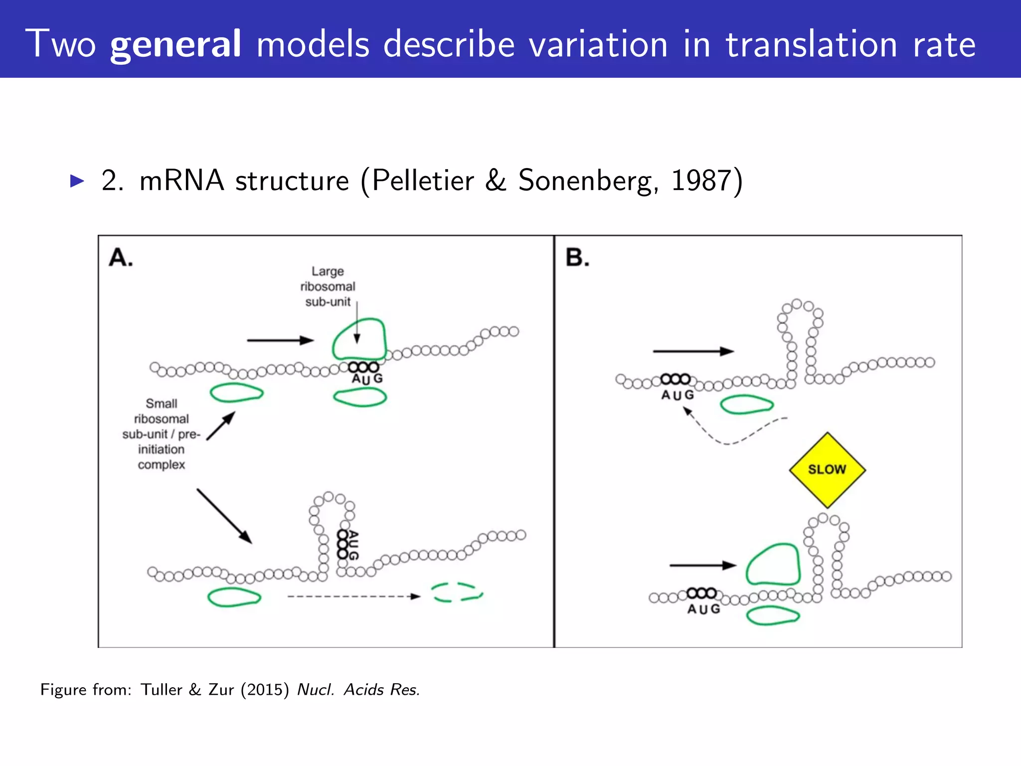 Two general models describe variation in translation rate
2. mRNA structure (Pelletier & Sonenberg, 1987)
Figure from: Tuller & Zur (2015) Nucl. Acids Res.
 