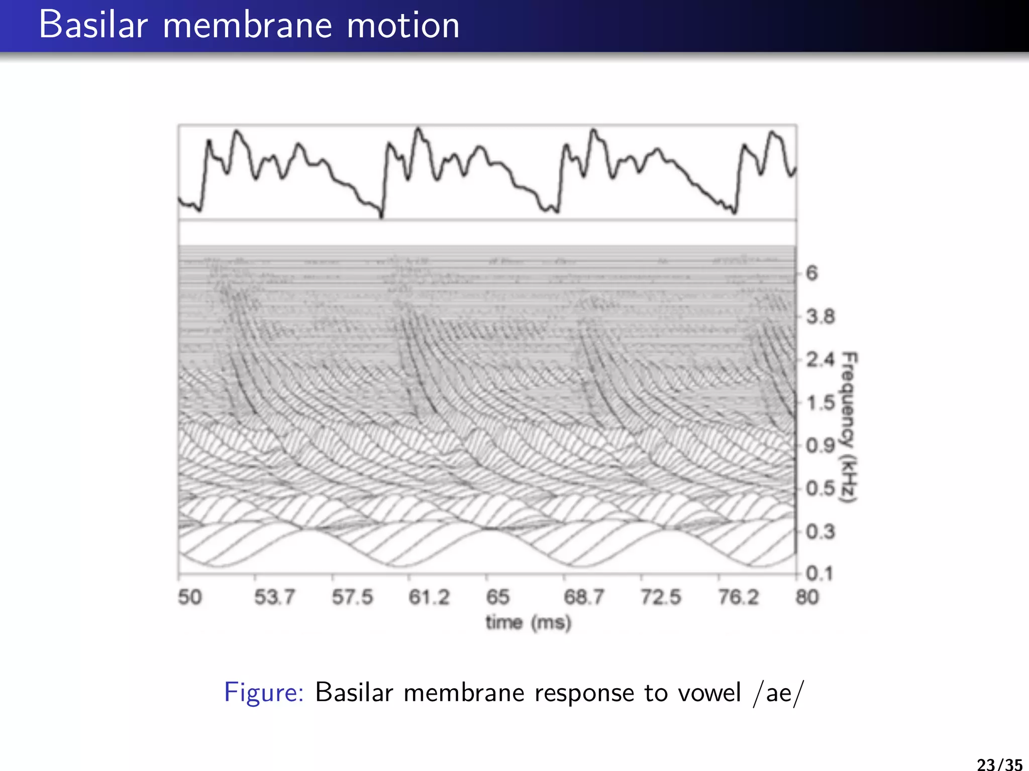 Basilar membrane motion
Figure: Basilar membrane response to vowel /ae/
23/35
 
