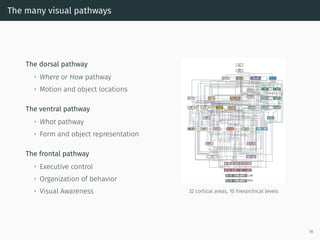 The many visual pathways
The dorsal pathway
• Where or How pathway
• Motion and object locations
The ventral pathway
• What pathway
• Form and object representation
The frontal pathway
• Executive control
• Organization of behavior
• Visual Awareness 32 cortical areas, 10 hierarchical levels
18
 
