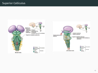 Superior Colliculus
42
 
