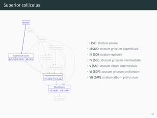 Superior colliculus
Superﬁcial layers
I (SZ) II (SGS) III (SO)
Intermediate layers
IV (SGI) V (SAI)
Deep layers
VI (SGP) VII (SAP)
Brainstem
Retina
LGN
Visual
Associative
Motor/Sensory
Basal ganglia
• I (SZ): stratum zonale
• II(SGS): stratum griseum superﬁciale
• III (SO): stratum opticum
• IV (SGI): stratum griseum intermediale
• V (SAI): stratum album intermediale
• VI (SGP): stratum griseum profundum
• VII (SAP): stratum album profundum
43
 