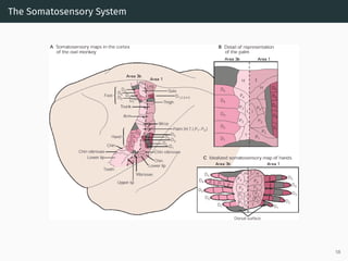 The Somatosensory System
58
 