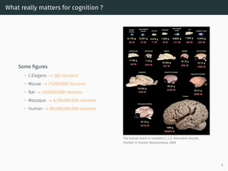 What really matters for cognition ?
Some ﬁgures
• C.Elegans → 302 neurons
• Mouse → 71,000,000 neurons
• Rat → 200,000,000 neurons
• Macaque → 6,376,000,000 neurons
• Human → 86,000,000,000 neurons
The human brain in numbers [...], S. Herculano-Houzel,
Frontier in Human Neuroscience, 2009
6
 