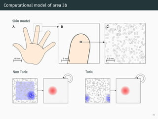 Computational model of area 3b
Skin model
0.2 mm5 mm40 mm
A B C
Non Toric Toric
73
 