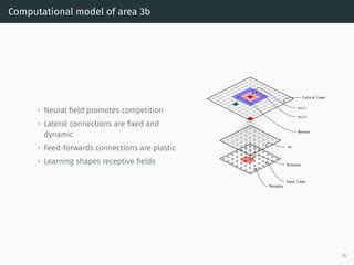 Computational model of area 3b
• Neural ﬁeld promotes competition
• Lateral connections are ﬁxed and
dynamic
• Feed-forwards connections are plastic
• Learning shapes receptive ﬁelds
Cortical Layer
Neuron
wf
Input Layer
Stimulus
Receptor
we(x)
wi(x)
74
 