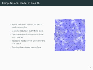 Computational model of area 3b
• Model has been trained on 50000
random samples
• Learning occurs at every time step
• Thalamo-cortical connections have
been shaped
• Receptive ﬁelds covers uniformly the
skin patch
• Topology is enforced everywhere
75
 