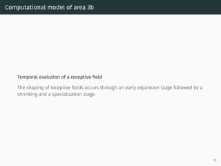 Computational model of area 3b
Temporal evolution of a receptive ﬁeld
The shaping of receptive ﬁelds occurs through an early expansion stage followed by a
shrinking and a specialization stage.
76
 