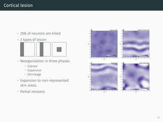 Cortical lesion
• 25% of neurons are killed
• 3 types of lesion
• Reorganization in three phases
• Silence
• Expansion
• Shrinkage
• Expansion to non-represented
skin areas.
• Partial recovery
77
 