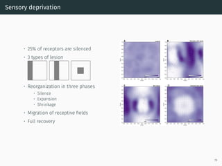 Sensory deprivation
• 25% of receptors are silenced
• 3 types of lesion
• Reorganization in three phases
• Silence
• Expansion
• Shrinkage
• Migration of receptive ﬁelds
• Full recovery
79
 