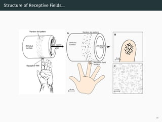 Structure of Receptive Fields...
Stimulus
Surface
200 microns
shift
Random dot pattern
Receptive Field
Surface
2.0 mm
5 mm
B
C
40 mm
A
81
 
