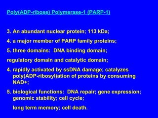 Poly(ADP-ribose) Polymerase-1 (PARP-1) An abundant nuclear protein; 113 kDa; a major member of PARP family proteins; three domains:  DNA binding domain;  regulatory domain and catalytic domain; 4. rapidly activated by ssDNA damage; catalyzes poly(ADP-ribosyl)ation of proteins by consuming NAD+; 5. biological functions:  DNA repair; gene expression; genomic stability; cell cycle;  long term memory; cell death. 