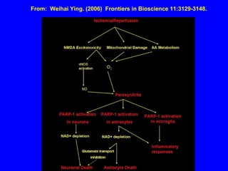 From:  Weihai Ying. (2006)  Frontiers in Bioscience 11:3129-3148.   