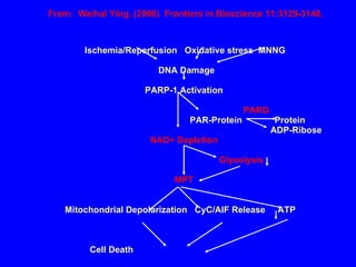 Ischemia/Reperfusion  Oxidative stress  MNNG   DNA Damage PARP-1 Activation   PARG   PAR-Protein  Protein   ADP-Ribose NAD+ Depletion   Glycolysis MPT Mitochondrial Depolarization  CyC/AIF Release  ATP  Cell Death   From:  Weihai Ying. (2006)  Frontiers in Bioscience 11:3129-3148.   