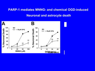 PARP-1 mediates MNNG- and chemical OGD-induced  Neuronal and astrocyte death 