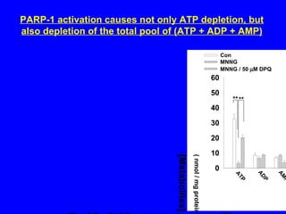 PARP-1 activation causes not only ATP depletion, but also depletion of the total pool of (ATP + ADP + AMP) 