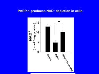 PARP-1 produces NAD +  depletion in cells  