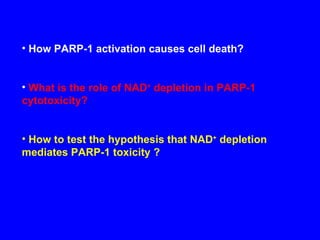 How PARP-1 activation causes cell death? What is the role of NAD +  depletion in PARP-1 cytotoxicity? How to test the hypothesis that NAD +  depletion mediates PARP-1 toxicity ? 
