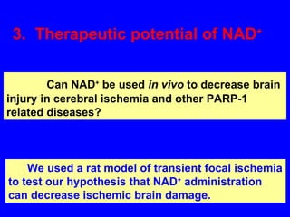 Can NAD +  be used  in vivo  to decrease brain injury in cerebral ischemia and other PARP-1 related diseases? We used a rat model of transient focal ischemia to test our hypothesis that NAD +  administration can decrease ischemic brain damage. 3.  Therapeutic potential of NAD +  