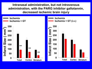 Intranasal administration, but not intravenous administration, with the PARG inhibitor gallotannin, decreased ischemic brain injury 