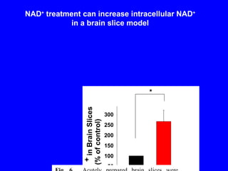 NAD +  treatment can increase intracellular NAD +  in a brain slice model 