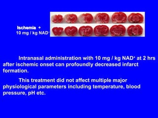 Ischemia Ischemia  + 10 mg / kg NAD + Intranasal administration with 10 mg / kg NAD +  at 2 hrs after ischemic onset can profoundly decreased infarct formation.  This treatment did not affect multiple major physiological parameters including temperature, blood pressure, pH etc. 