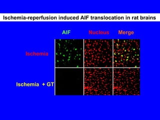 Ischemia Ischemia  + GT AIF   Nucleus   Merge Ischemia-reperfusion induced AIF translocation in rat brains  