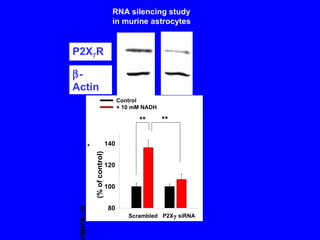 P2X 7 R  -Actin 