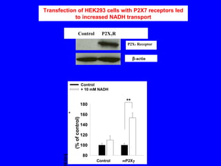 Transfection of HEK293 cells with P2X7 receptors led to increased NADH transport 