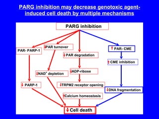 PARG inhibition may decrease genotoxic agent-induced cell death by multiple mechanisms 