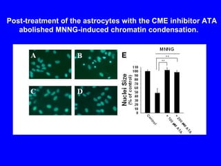 Post-treatment of the astrocytes with the CME inhibitor ATA  abolished MNNG-induced chromatin condensation.  