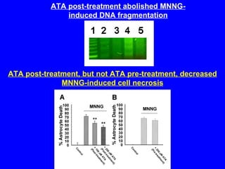 ATA post-treatment abolished MNNG-induced DNA fragmentation ATA post-treatment, but not ATA pre-treatment, decreased MNNG-induced cell necrosis 