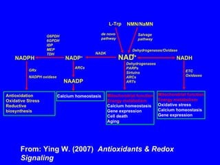 NADPH  NADP +   NAD +   NADH NAADP Antioxidation Oxidative Stress Reductive biosynthesis Calcium homeostasis Mitochondrial function Energy metabolism Oxidative stress Calcium homeostasis Gene expression Mitochondrial function Energy metabolism Calcium homeostasis Gene expression Cell death Aging Dehydrogenases PARPs Sirtuins ARCs ARTs NADK Dehydrogenases/Oxidases GRx NADPH oxidase G6PDH 6GPDH IDP MEP TDH de novo pathway Salvage pathway L-Trp NMN/NaMN ARCs ETC Oxidases From: Ying W. (2007)  Antioxidants & Redox Signaling 