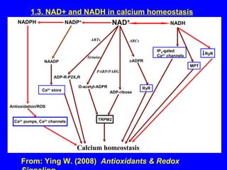 1.3. NAD+ and NADH in calcium homeostasis From: Ying W. (2008)  Antioxidants & Redox Signaling 
