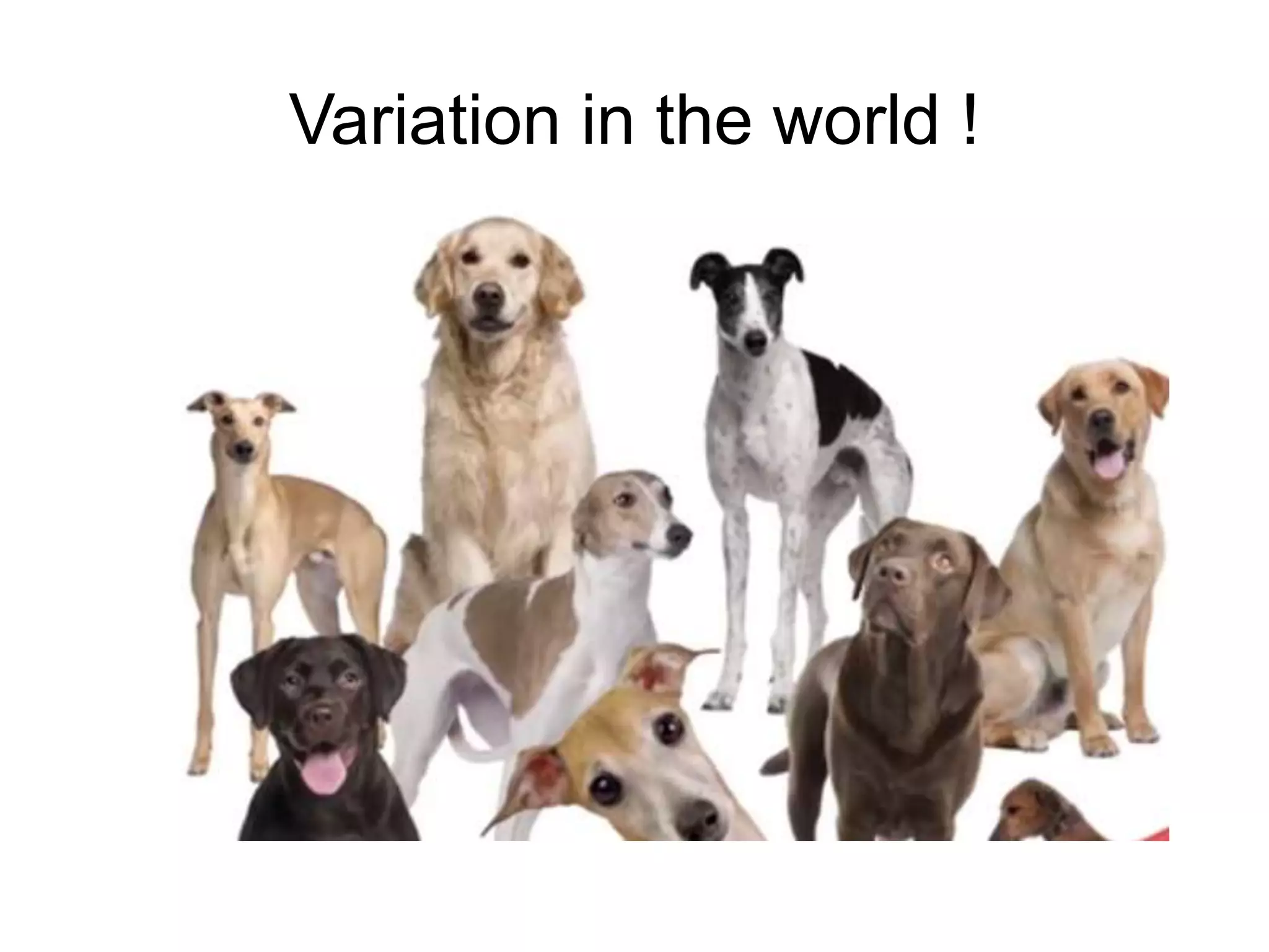 Variation in the world !
 