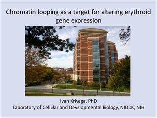 Chromatin looping as a target for altering erythroid
gene expression
Ivan Krivega, PhD
Laboratory of Cellular and Developmental Biology, NIDDK, NIH
 