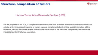 Structure, composition of tumors
 