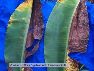 Control of Black Sigatoka with Pseudomycin B
 