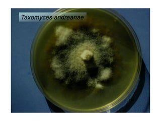 Taxomyces andreanae
 