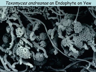 Taxomyces andreanae an Endophyte on Yew
 